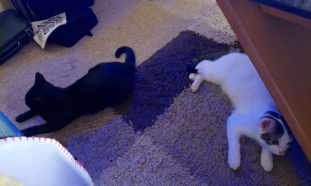 Mila und Balu auf Erkundungstour