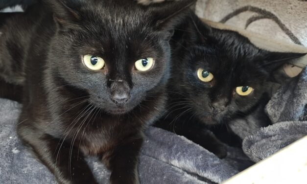 Zoe und Lani