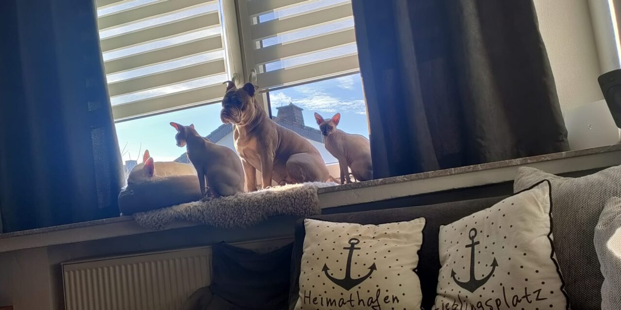 Anubis und Medusa (Vermittlungshilfe)