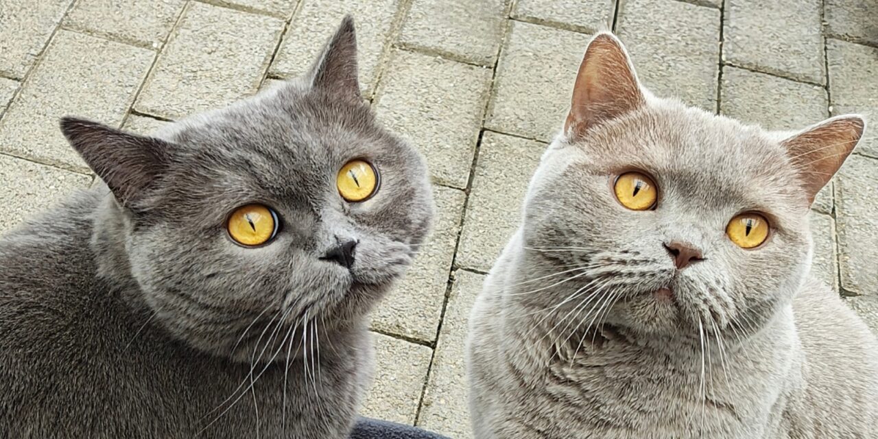 Carlo und Balou