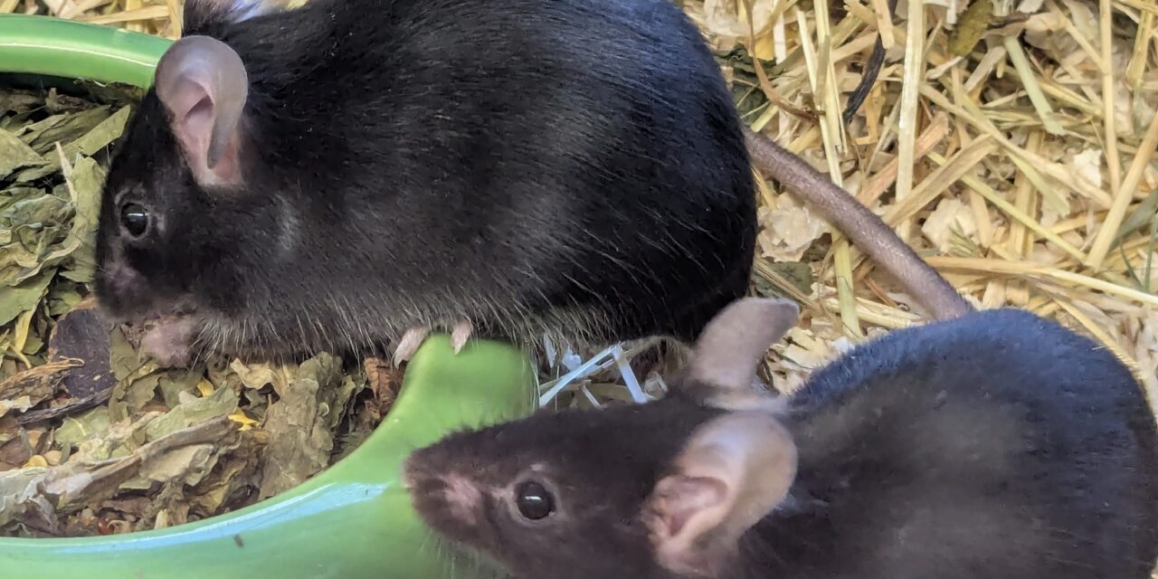 unsere Mäuse suchen ein Zuhause