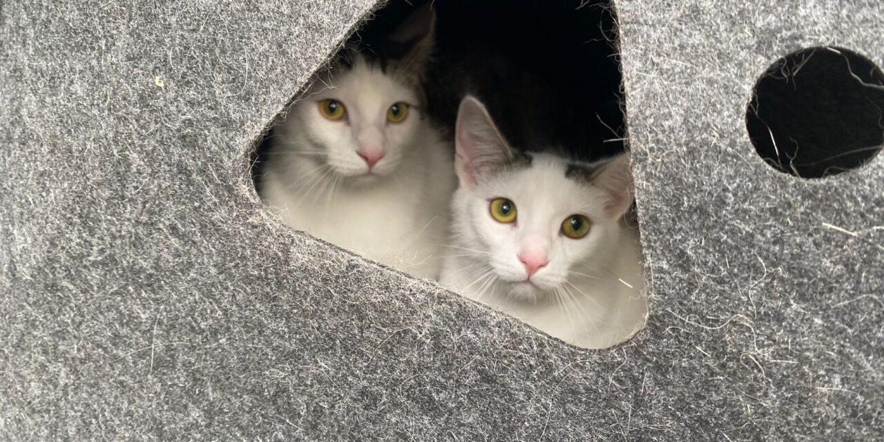 Shorty und Smoky