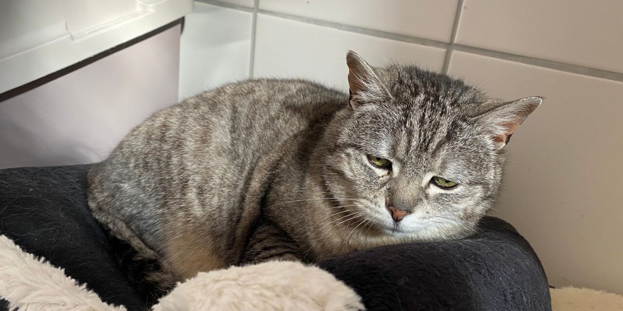 Hilde (reserviert)