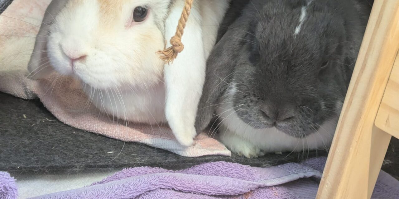 Sammy und Bluey