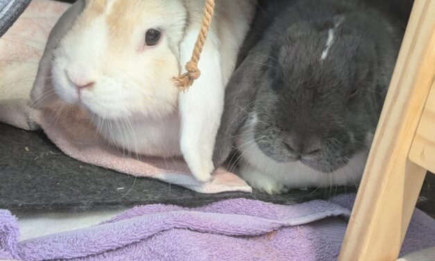 Sammy und Bluey