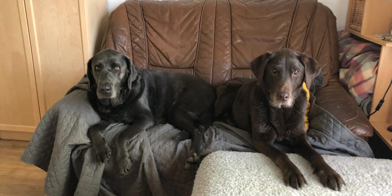 Crash genießt den Abend gerne mit seiner neuen Freundin auf dem Sofa