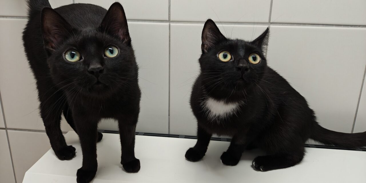Marley und Trixie