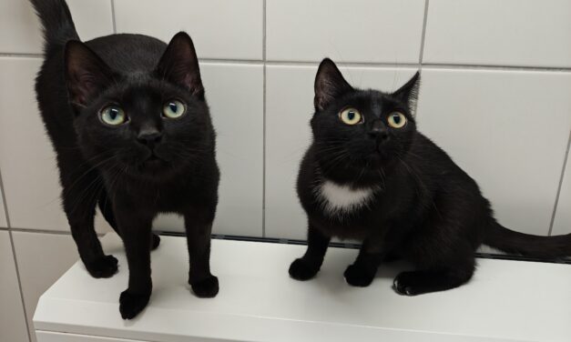 Marley und Trixie