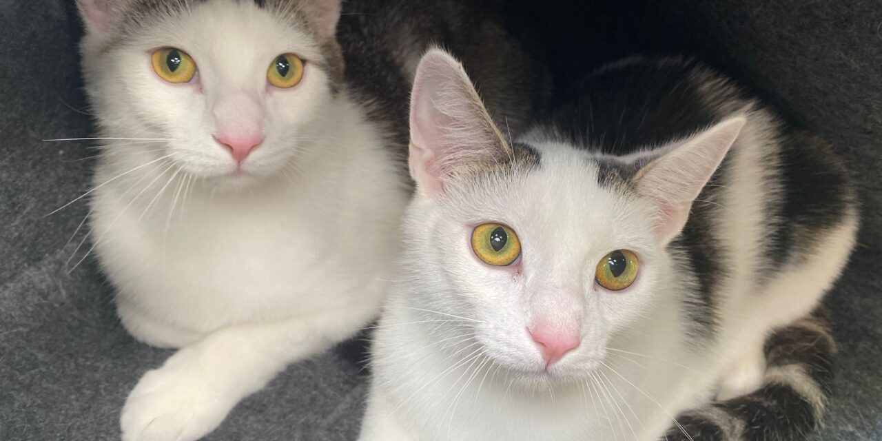 Shorty und Smoky