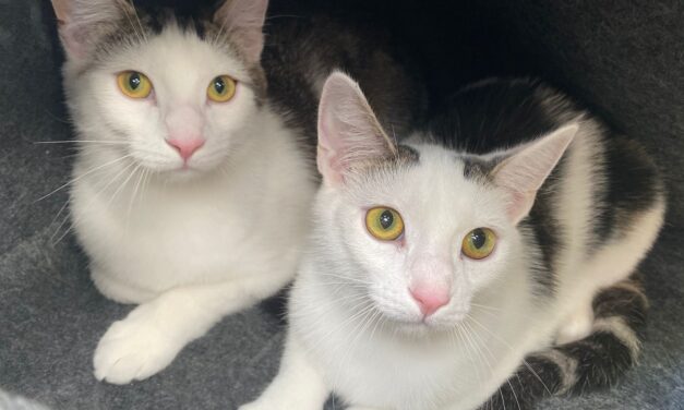 Shorty und Smoky