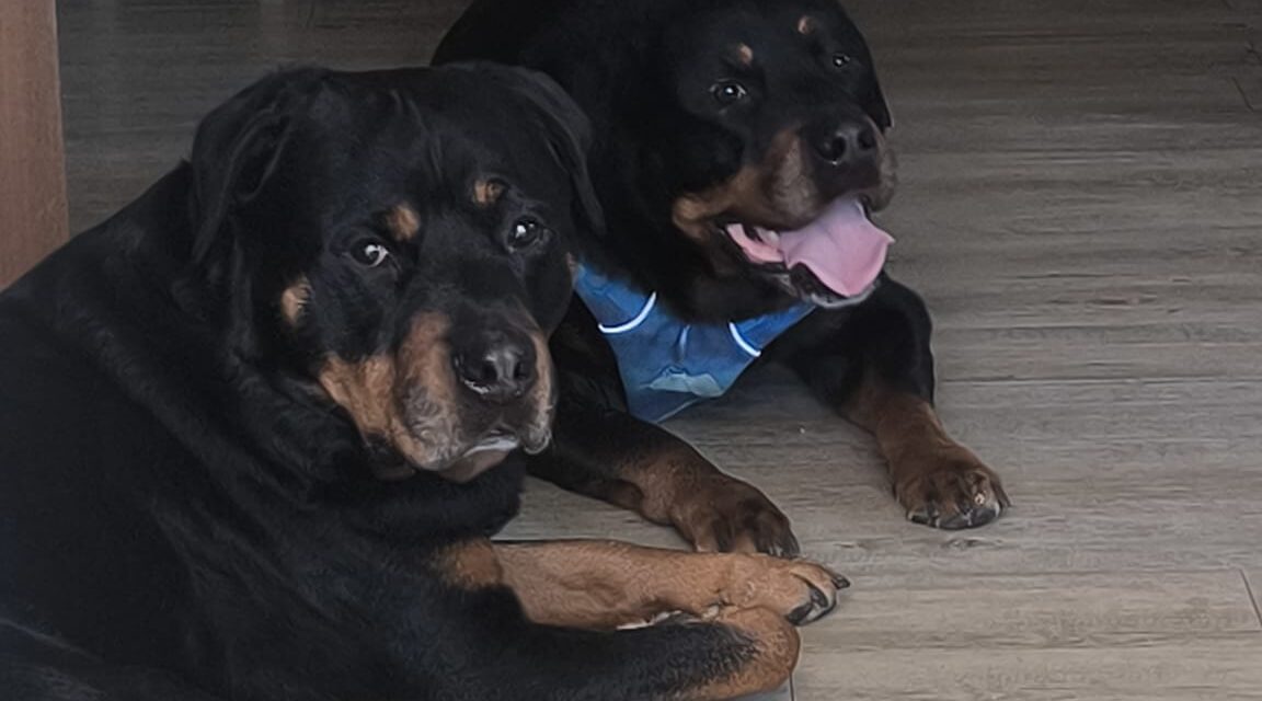 Alf unser Bollerkopf ist angekommen