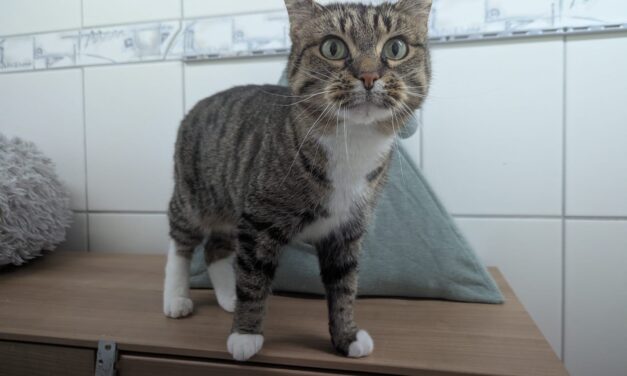 Lottchen