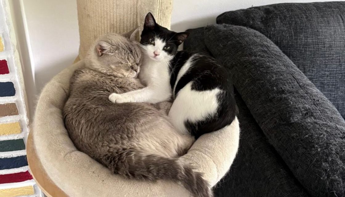 Grüße von Tilly