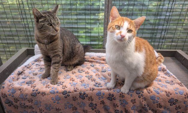 Simba und Nala