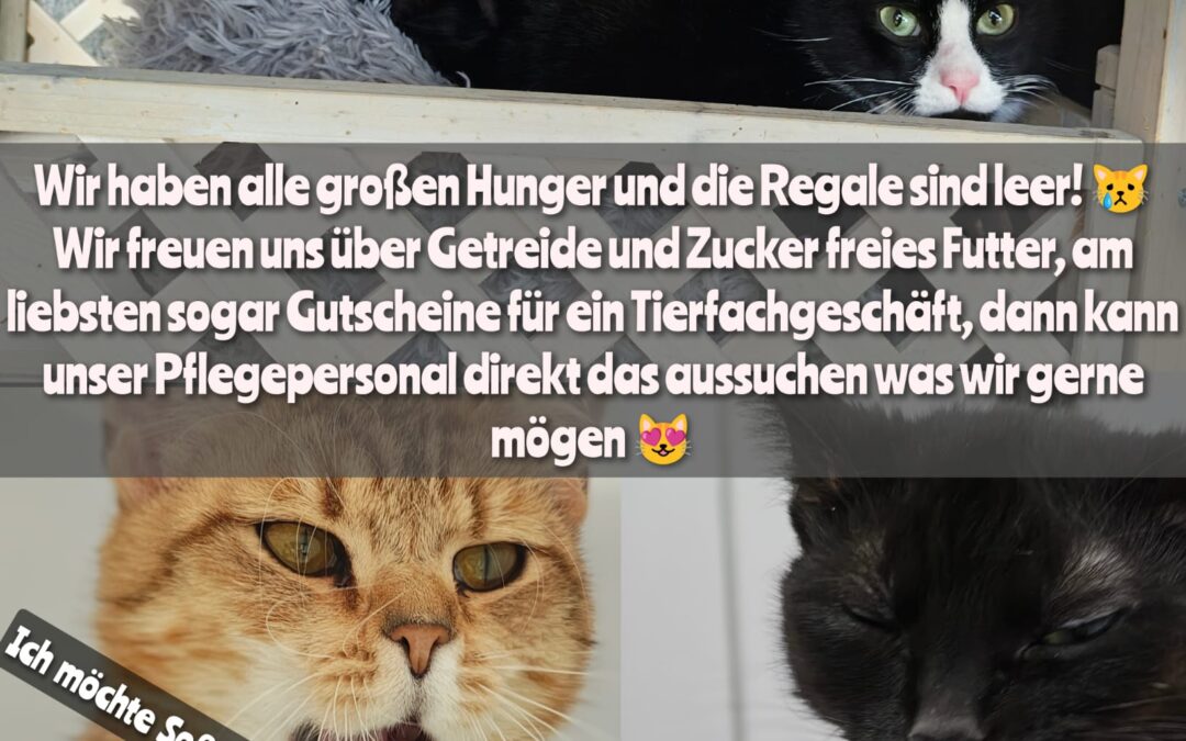 Unsere Miezen haben großen Hunger!