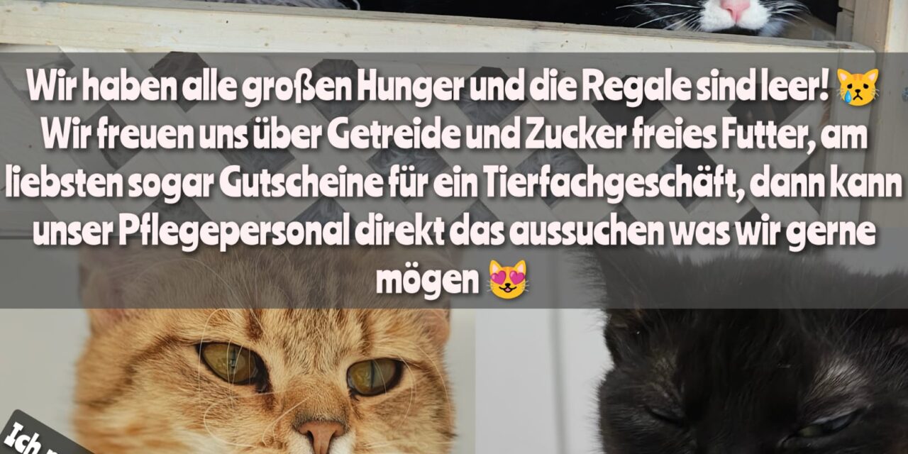Unsere Miezen haben großen Hunger!