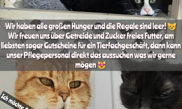 Unsere Miezen haben großen Hunger!