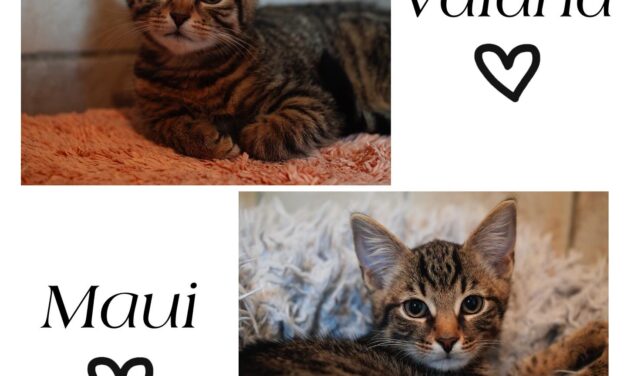 Vaiana und Maui (reserviert)