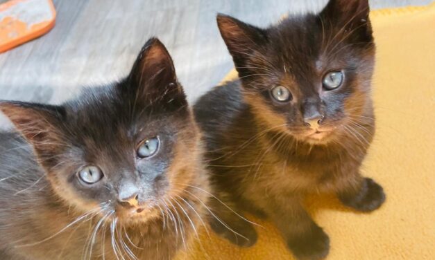 Chilli und Cinnamon