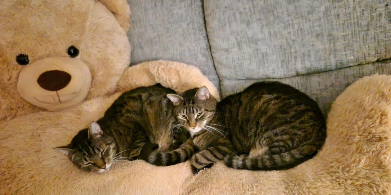 Leo und Bosja (Vermittlungshilfe)