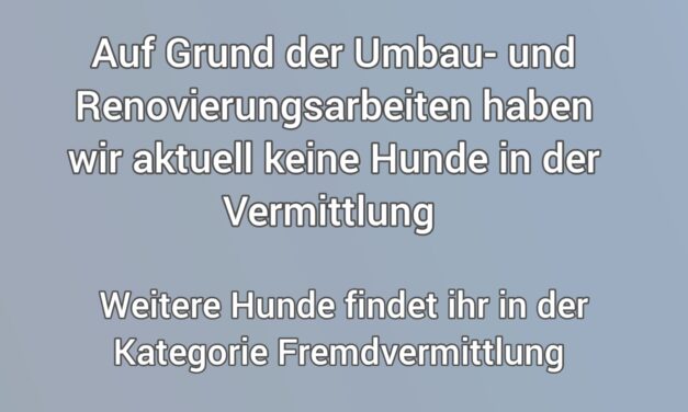Hundevermittlung