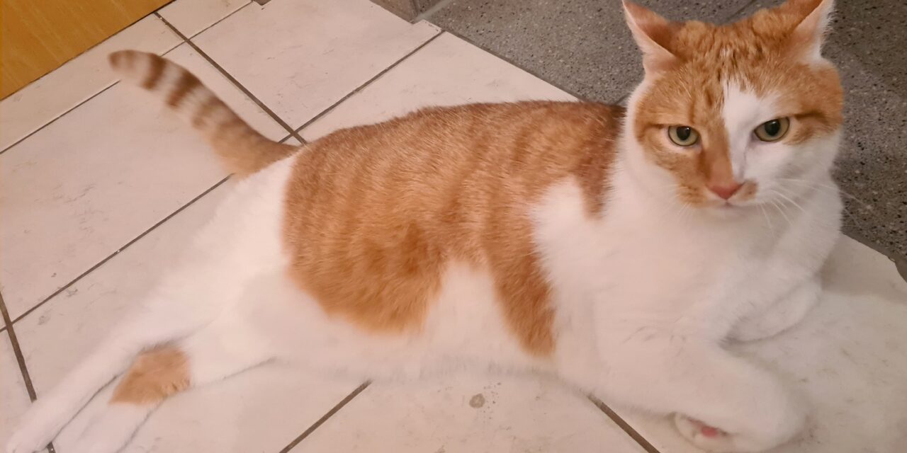 Vermittlungshilfe Tom