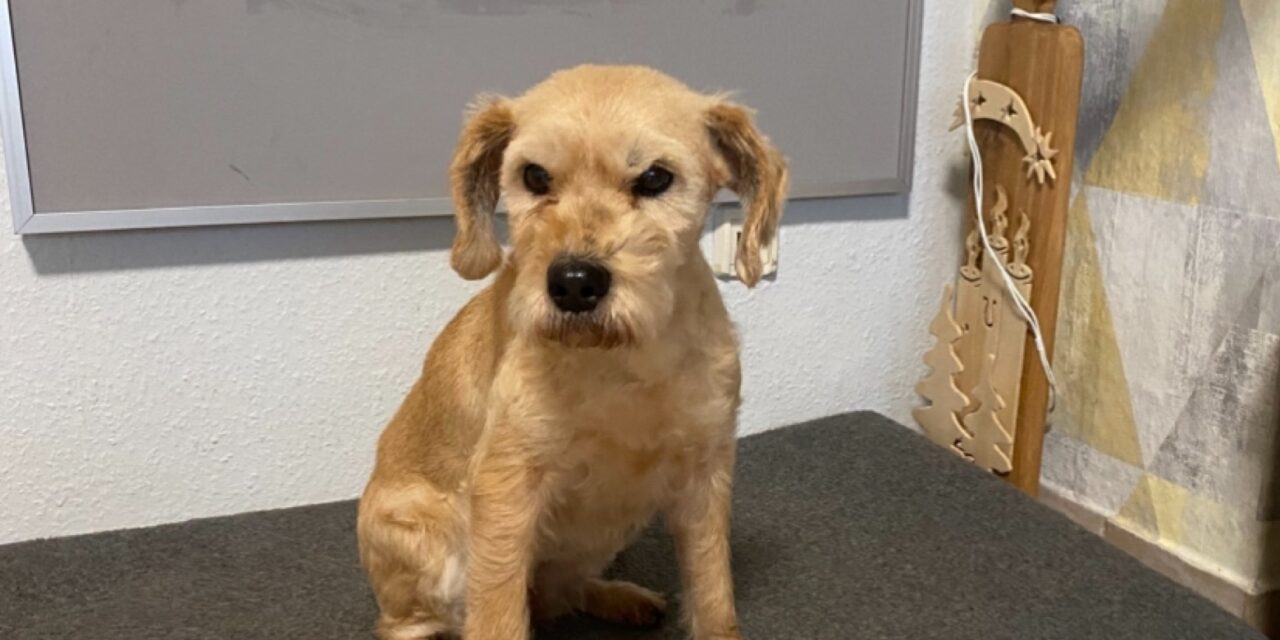 Vermittlungshilfe Kimi