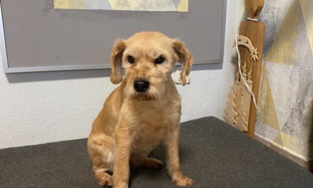 Vermittlungshilfe Kimi