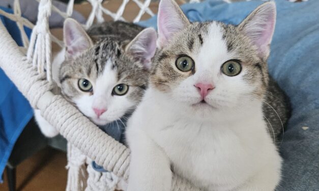 Ben und Jerry sind gut angekommen