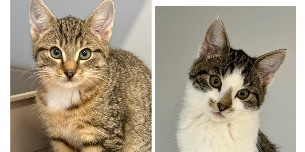 Phoebe und Clementine