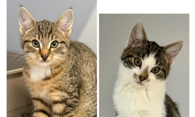 Phoebe und Clementine