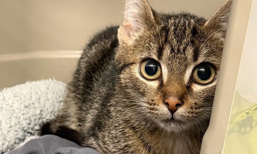 Muck sucht ein Zuhause