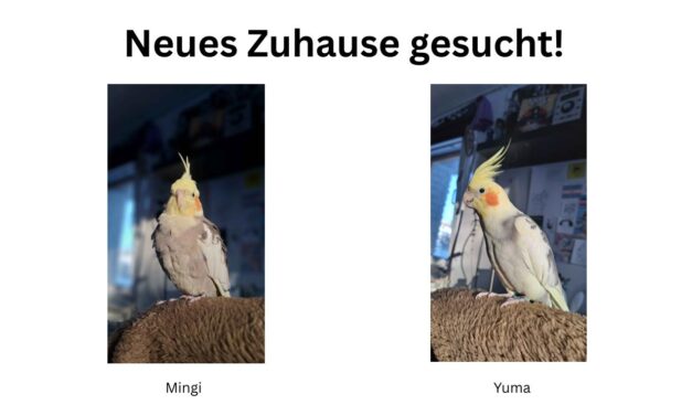 Vermittlungshilfe Mingi und Yuma
