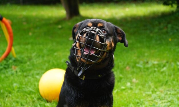 Unser Spike sucht seine Menschen🐶❤