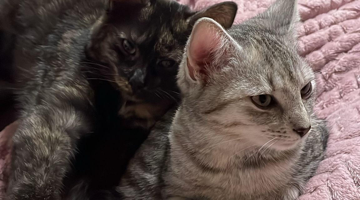 Luna und Lua im neuen Zuhause