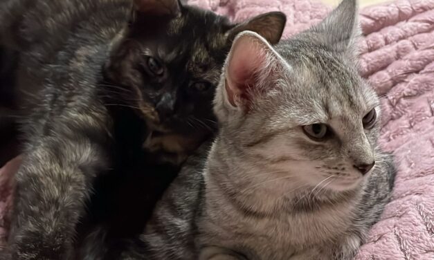 Luna und Lua im neuen Zuhause