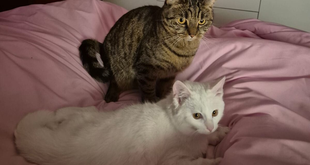 Knut der kleine Eisbär