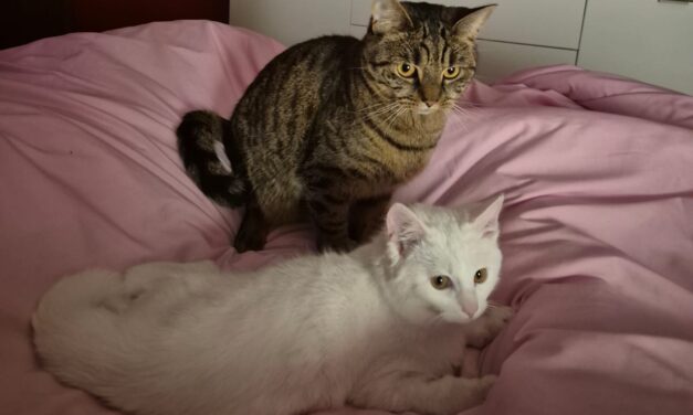 Knut der kleine Eisbär