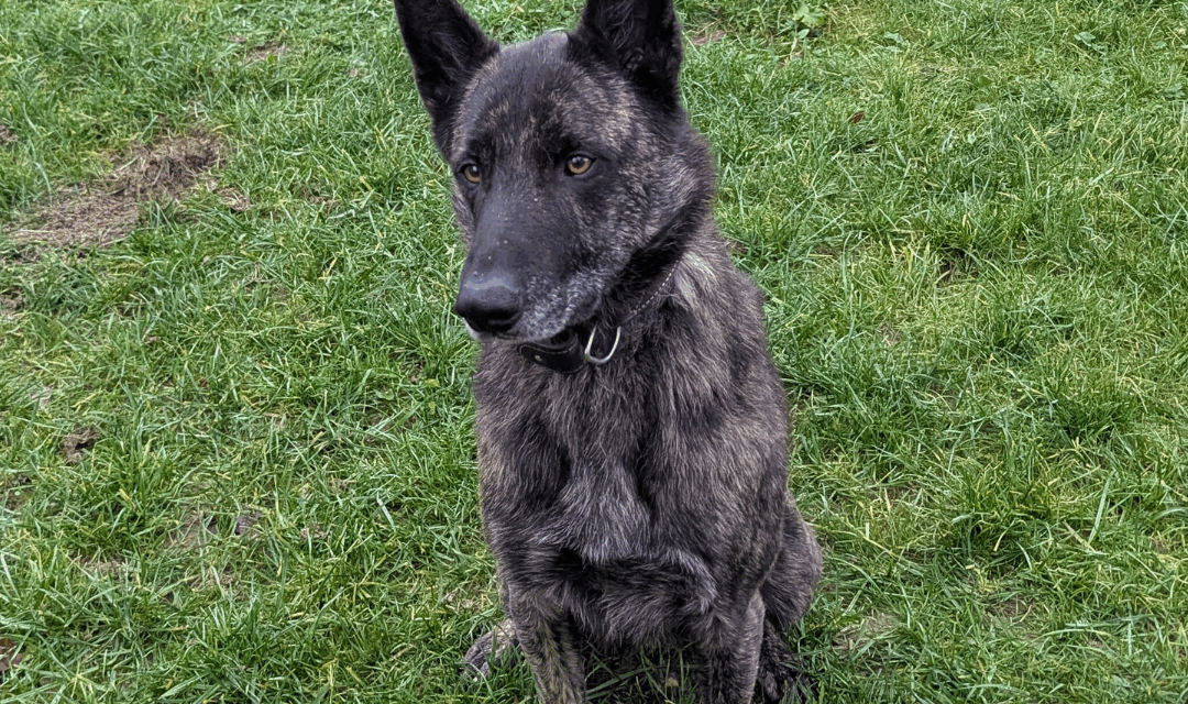 Cosmo (Vermittlungshilfe)