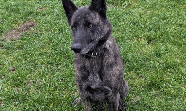 Cosmo (Vermittlungshilfe)