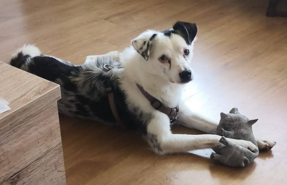 Vermittlungshilfe Buddy