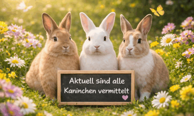 Wir sind aktuell alle vermittelt!