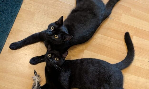 Schnurrli und Bärli sind groß geworden