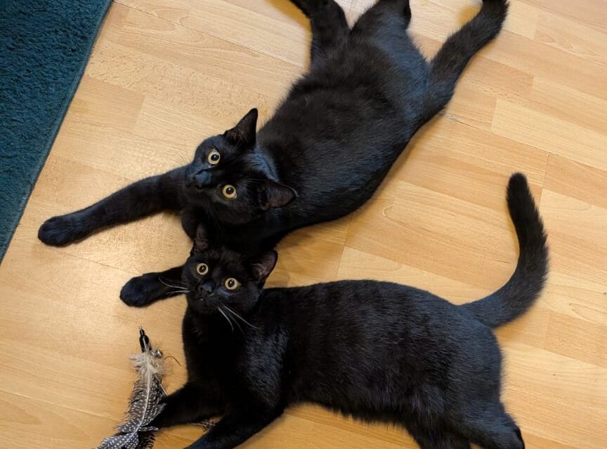 Schnurrli und Bärli sind groß geworden