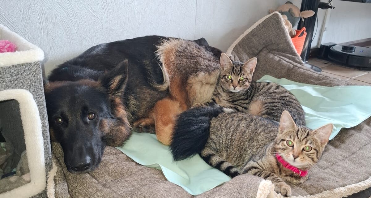 Maui, Vajana und Loona