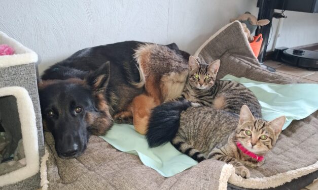 Maui, Vajana und Loona