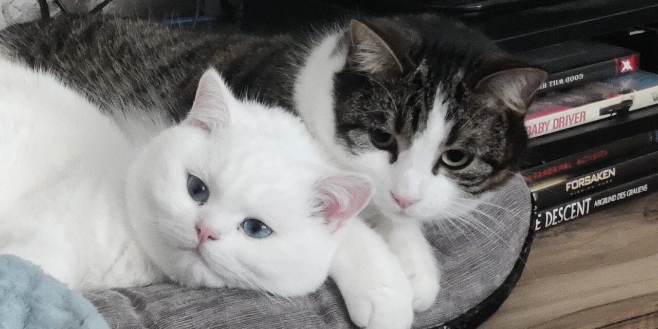 Pamuk und Maui sind ganz entspannt