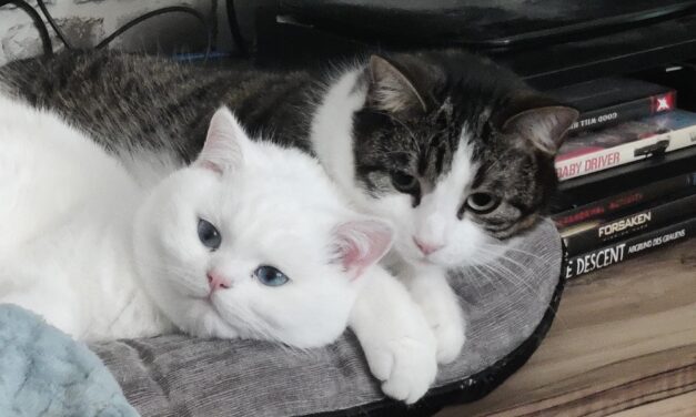 Pamuk und Maui sind ganz entspannt