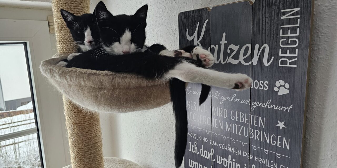 Jimmy und Jey, unsere kleinen Wunder