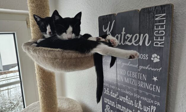 Jimmy und Jey, unsere kleinen Wunder